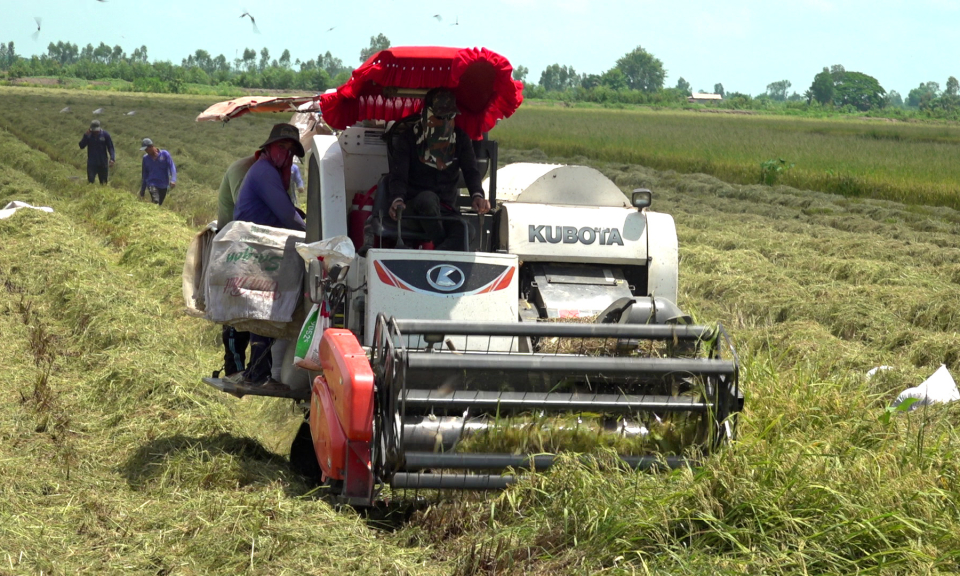 Nông dân Tân Hưng thu hoạch gần 8.600 ha lúa hè thu 2023