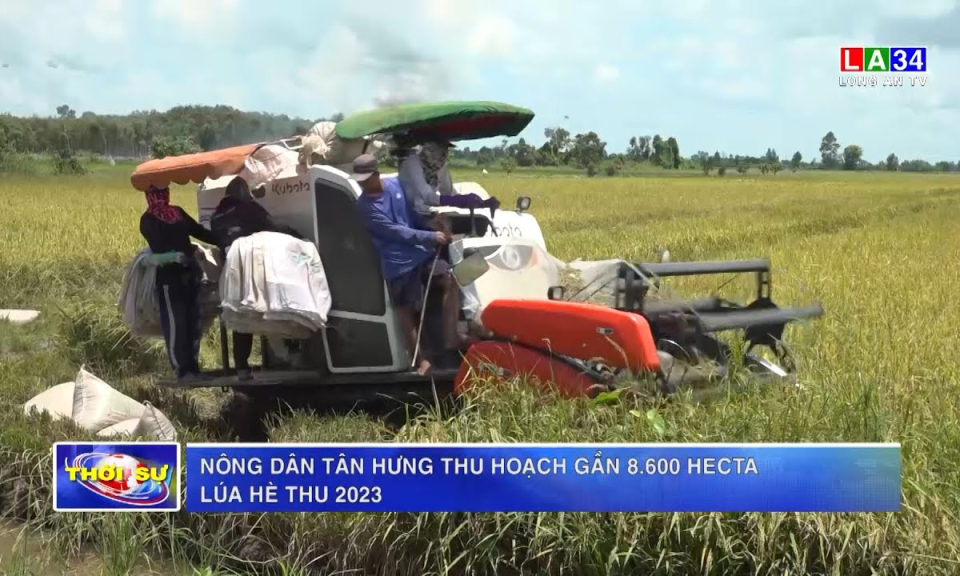 Nông dân Tân Hưng thu hoạch gần 8.600 hecta lúa Hè Thu 2023