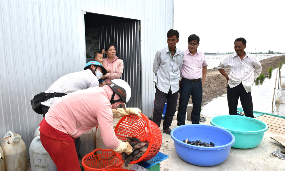 Ngân hàng Chính sách Xã hội huyện Tân Thạnh dư nợ đạt 341 tỷ đồng 