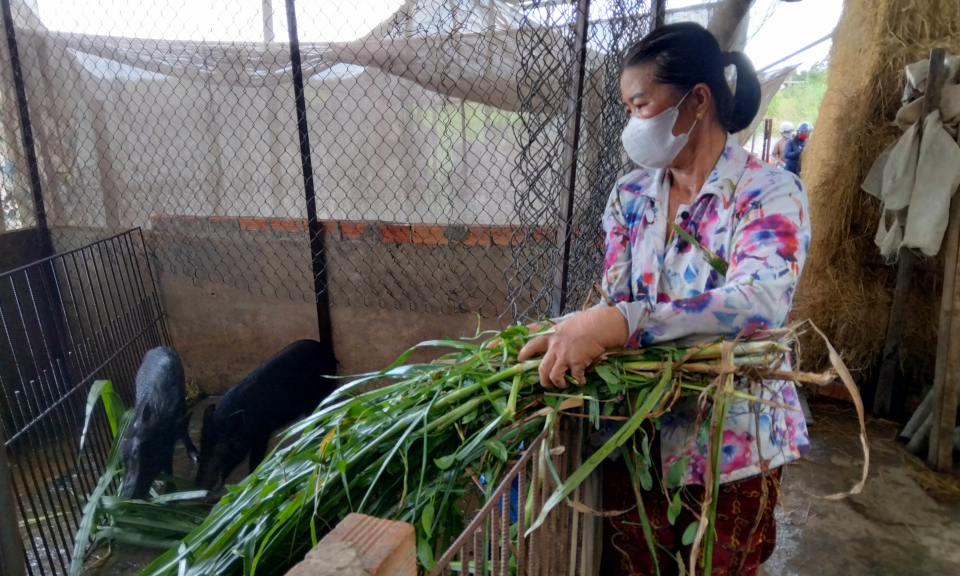 Thu nhập ổn định từ mô hình nuôi heo rừng lai