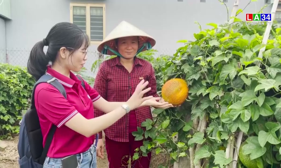 Trồng gấc tại thủ phủ thanh long