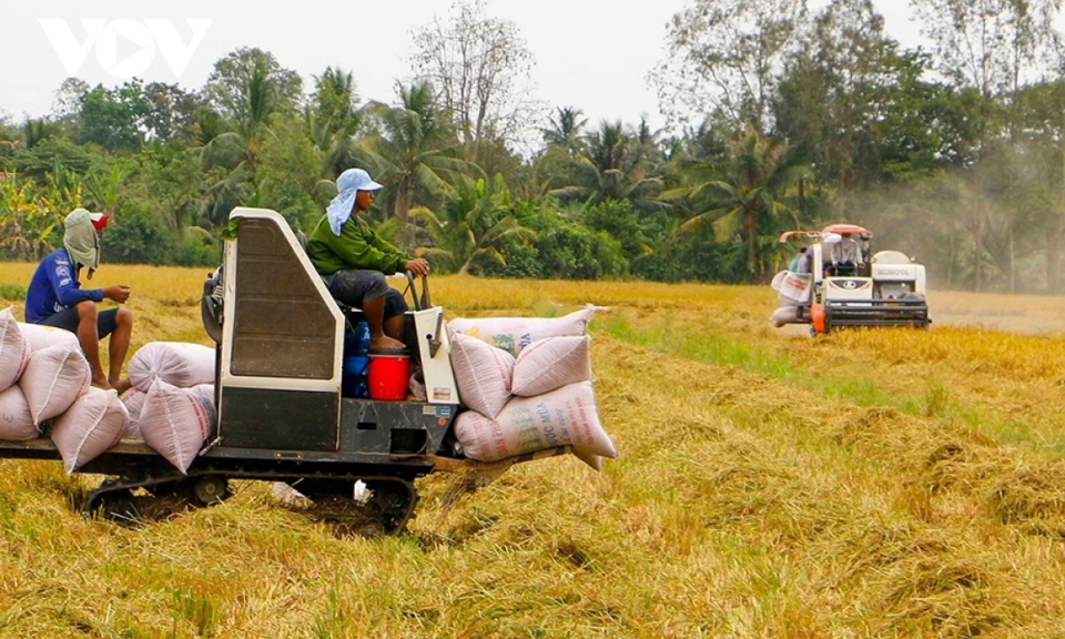 Cơ hội xuất khẩu gạo và những cảnh báo cần thiết cho doanh nghiệp Việt Nam