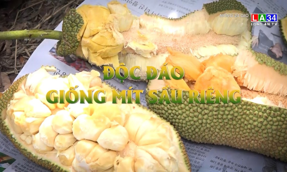 Độc đáo giống mít sầu riêng