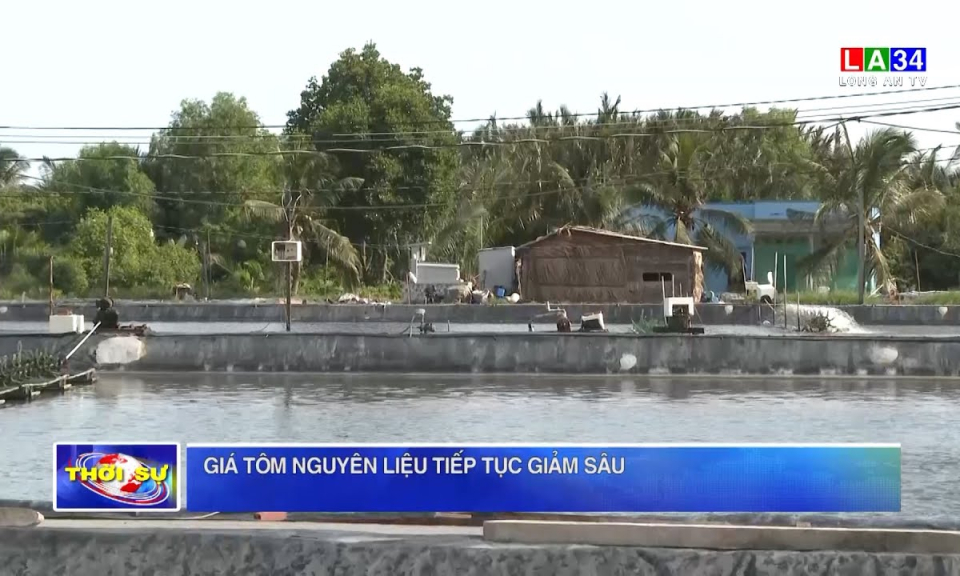 Giá tôm nguyên liệu tiếp tục giảm sâu