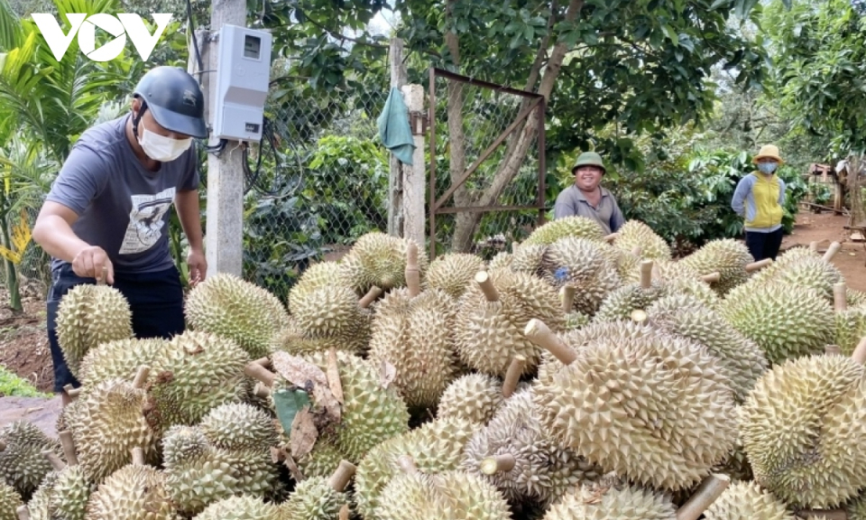 Giá sầu riêng tăng cao, Đắk Lắk dự kiến có mùa bội thu kỷ lục