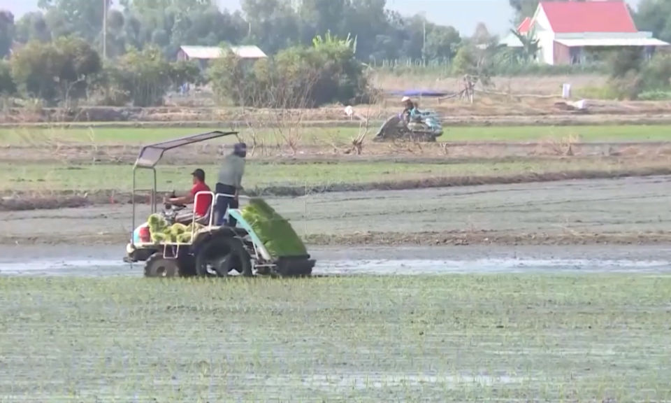 Nông dân Long An sản xuất lúa theo tiêu chuẩn xuất khẩu