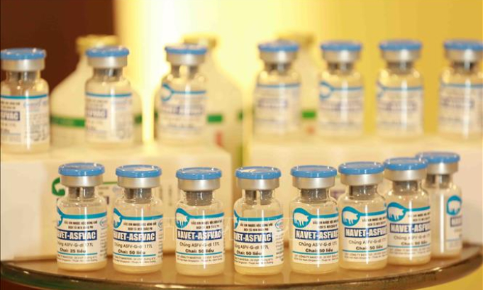 Vaccine dịch tả lợn châu Phi được phép sử dụng rộng rãi trên cả nước