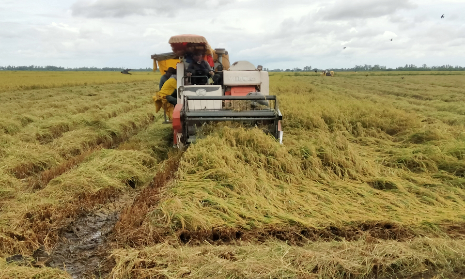 Nông dân Tân Hưng phấn khởi thu hoạch lúa hè thu 2023 vì trúng mùa, được giá