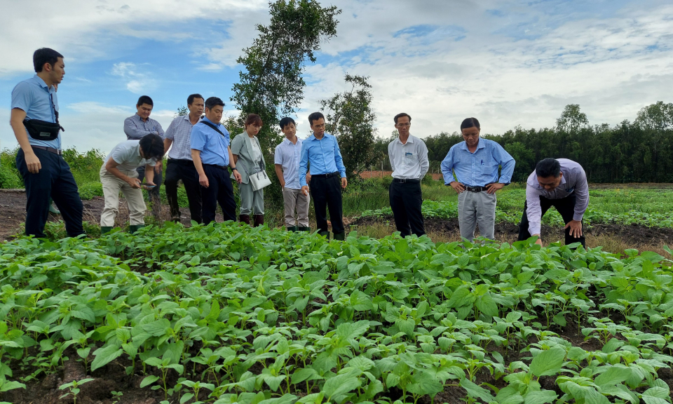 Cơ hội mở rộng hợp tác phát triển cây mè tại Thạnh Hóa