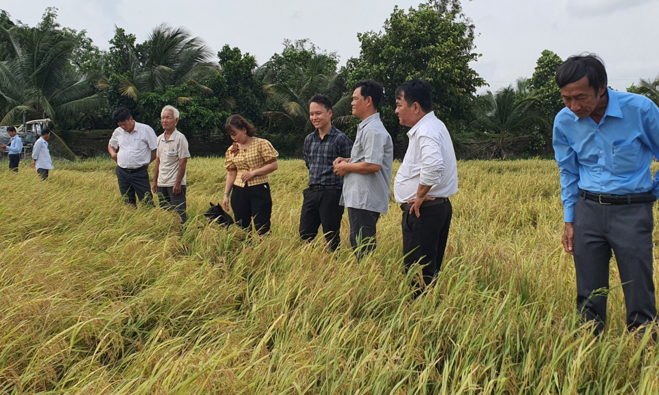 Tân Thạnh tổng kết mô hình sản xuất lúa ứng dụng công nghệ cao vụ lúa Thu Đông