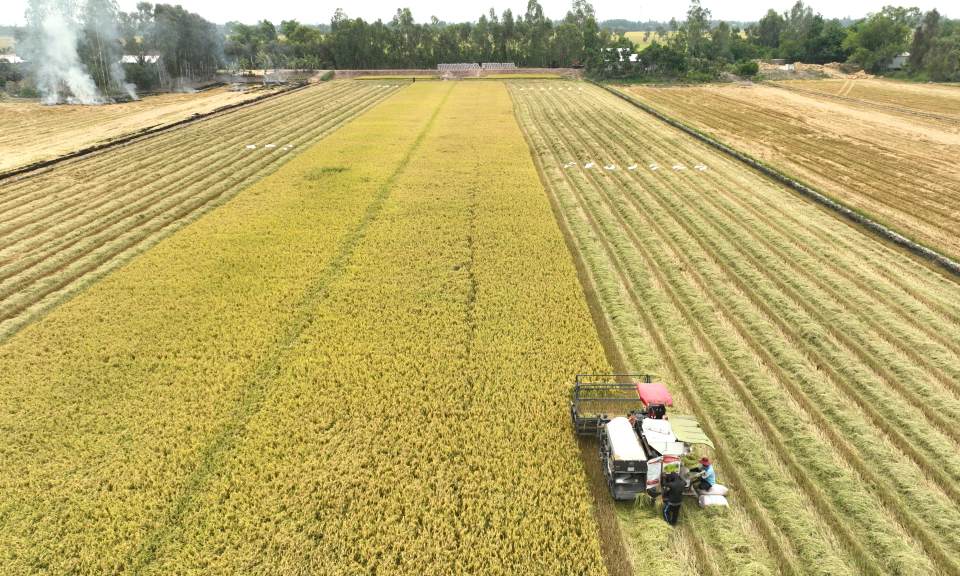 Tân Thạnh vụ lúa Hè Thu 2023 lợi nhuận cao, nông dân phấn khởi