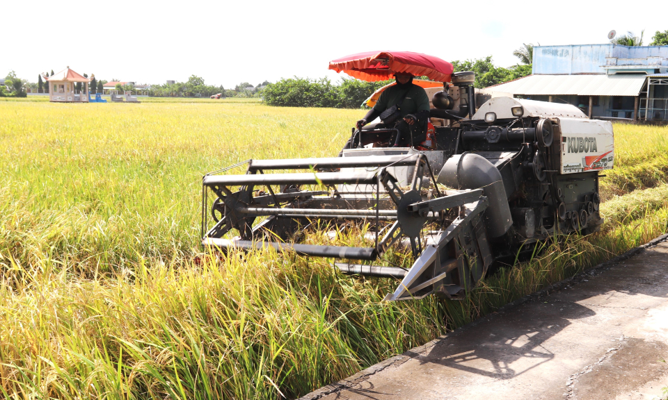Cần Đước - Giá lúa Hè Thu tăng cao, nông dân phấn khởi