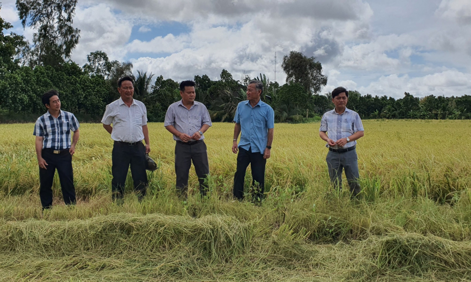  Lãnh đạo huyện Tân Thạnh đi kiểm tra sản xuất nông nghiệp