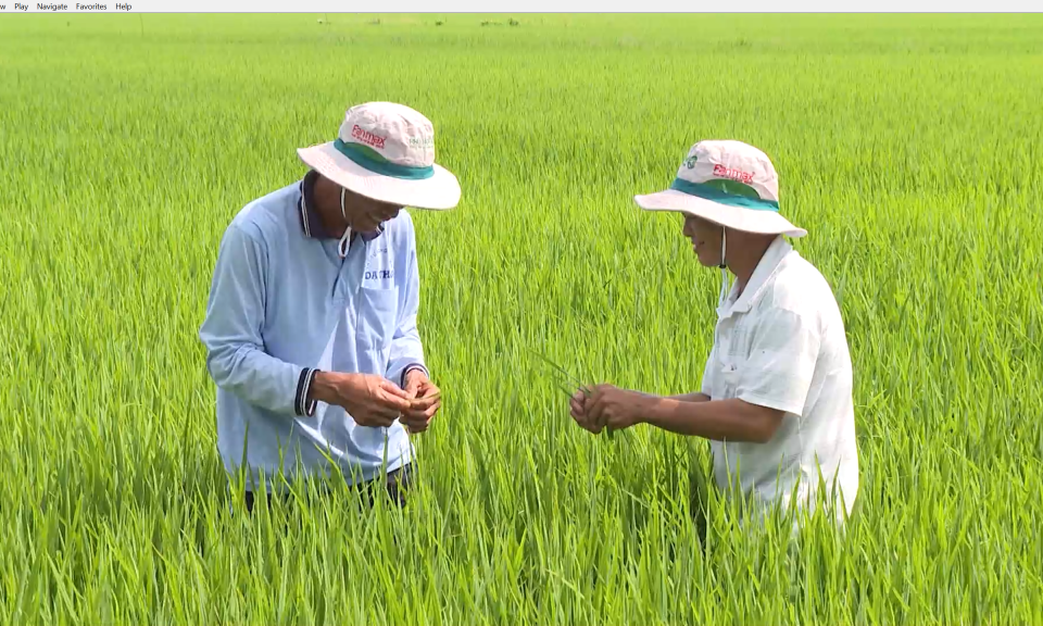 Tỉnh Long An phấn đấu sản xuất lúa vụ Thu đông 2023 tỉnh đạt trên 57.300 ha