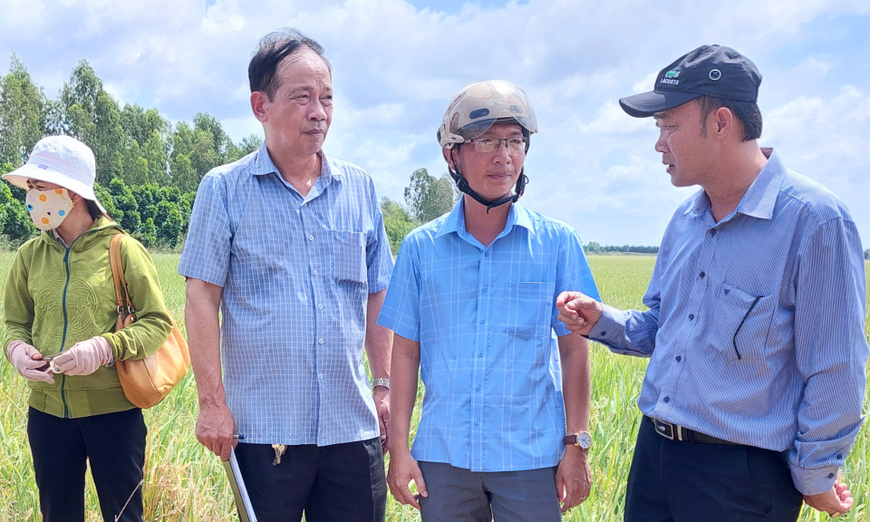 Lãnh đạo huyện Tân Hưng kiểm tra tình hình sản xuất nông nghiệp