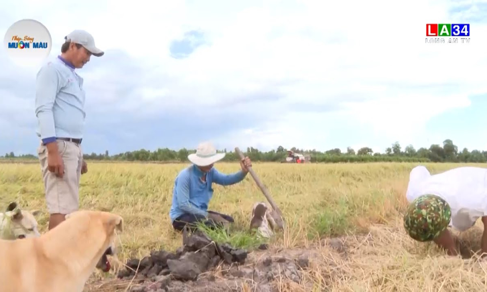 Săn chuột đồng mùa lúa chín