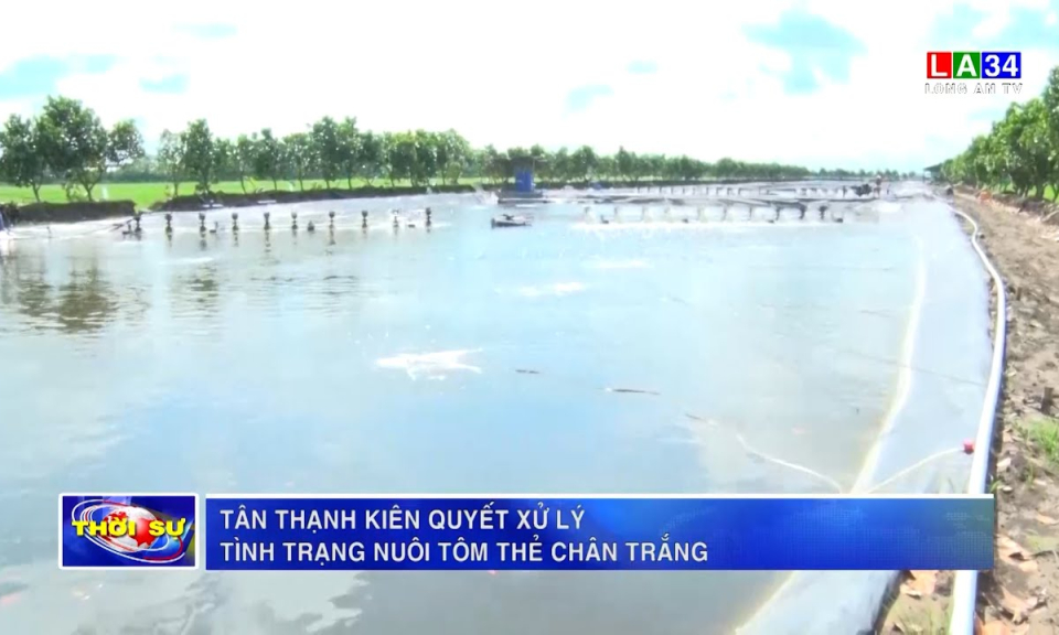 Tân Thạnh kiên quyết xử lý tình trạng nuôi tôm thẻ chân trắng