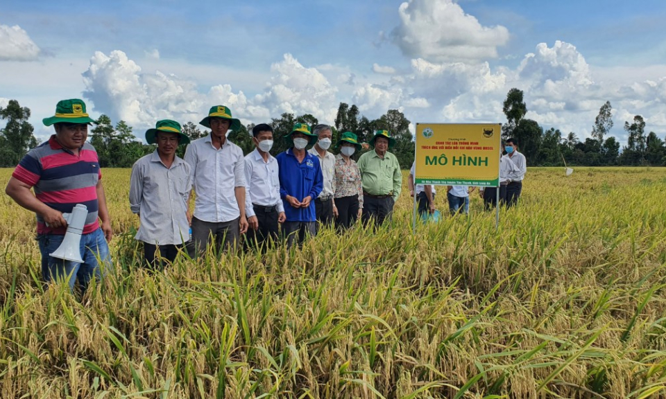 Tân Thạnh thực hiện được 7.500 ha lúa ứng dung công nghệ cao 