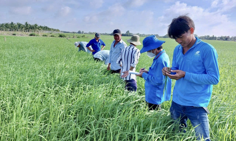 Bến Lức tổng kết lớp huấn luyện nông dân về quản lý dịch hại tổng hợp FFS - IPM trên cây lúa