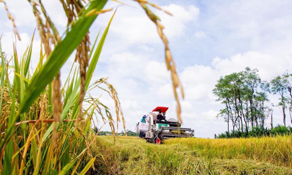 Bến Lức: Vụ hè thu trúng đậm, nông dân phấn khởi