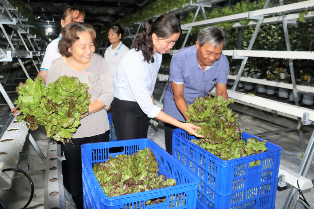 Người dân Long Hựu Tây vui mừng khi được vào thu hoạch những cây rau phát triển tốt được trồng tại địa phương