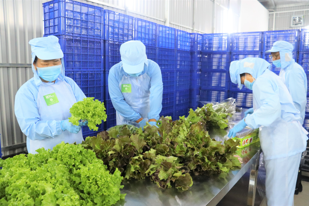 Việc đóng gói được đảm bảo theo quy trình sạch, chất lượng-Eco Gfarm