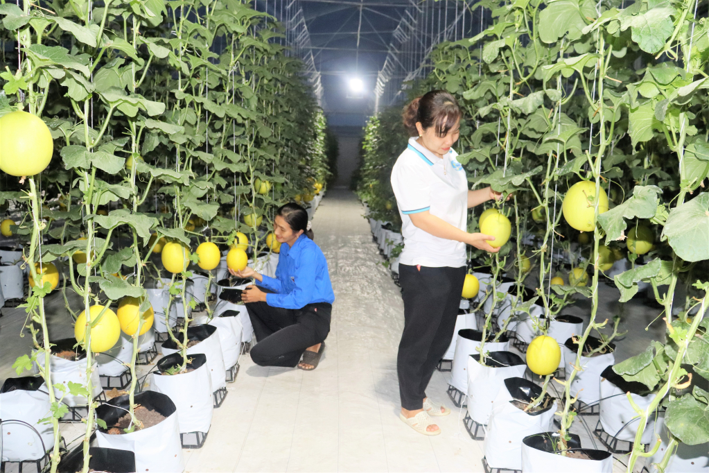 Hiện đơn vị đang tiếp tục trồng thêm các loại rau, quả phục vụ người tiêu dùng - Eco Gfarm