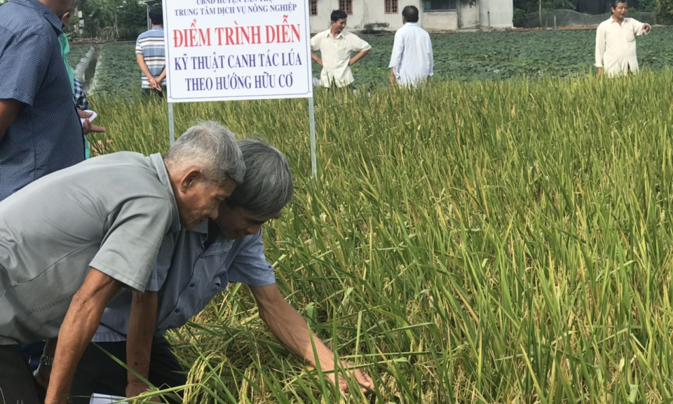 Tân Trụ hiệu quả mô hình canh tác lúa theo hướng hữu cơ