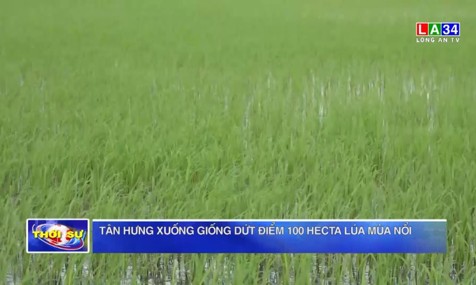 Tân Hưng xuống giống dứt điểm 100 hecta lúa mùa nổi 