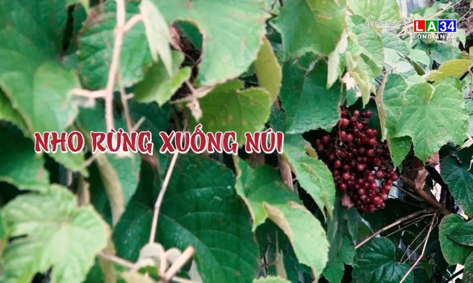 Nho rừng xuống núi