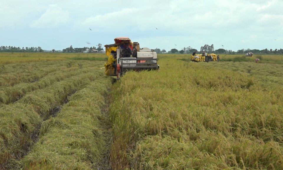Nông dân Tân Hưng thu hoạch hơn 8.500 ha lúa vụ 3 năm 2023