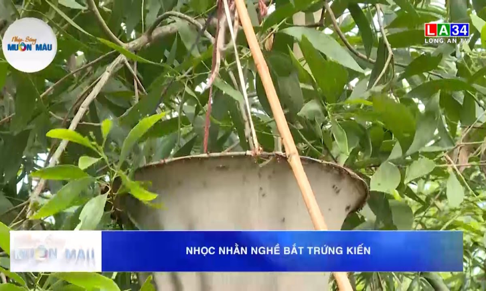 Nhọc nhằn nghề bắt trứng kiến