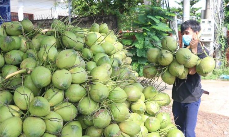 Thời cơ cho xuất khẩu trái dừa