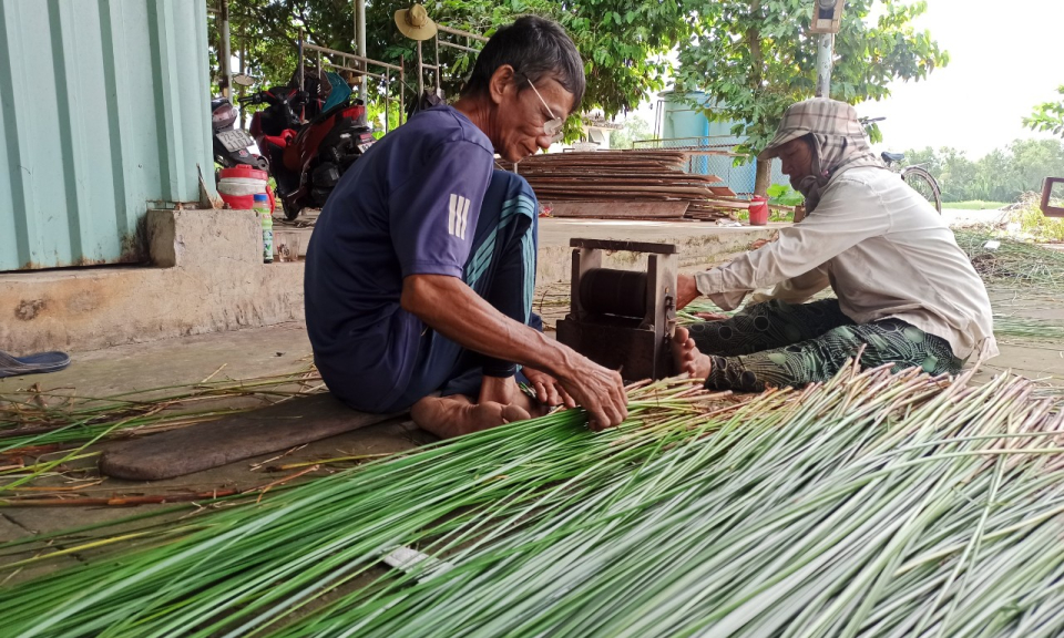 Nông dân Tân Trụ thu hoạch lác gặp khó vì thời tiết bất lợi