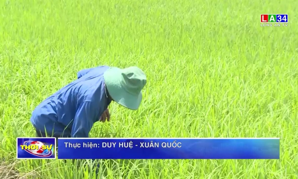 Giá lúa tăng, nông dân “xé rào” gieo sạ lúa Đông Xuân sớm