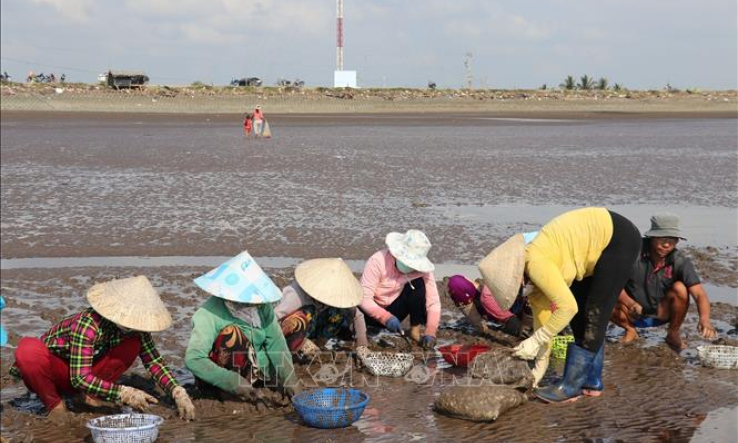 Khuyến cáo nông dân bảo vệ nghêu nuôi trước thời tiết bất lợi