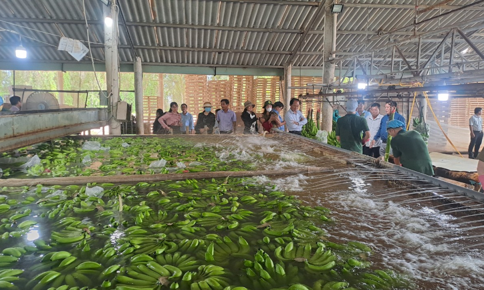 Trường Chính trị Long An tổ chức chương trình nghiên cứu thực tế tại Đức Huệ