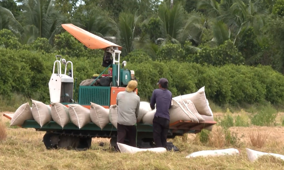 Long An: sản lượng lúa chạm mốc 3 triệu tấn, cao nhất từ trước đến nay