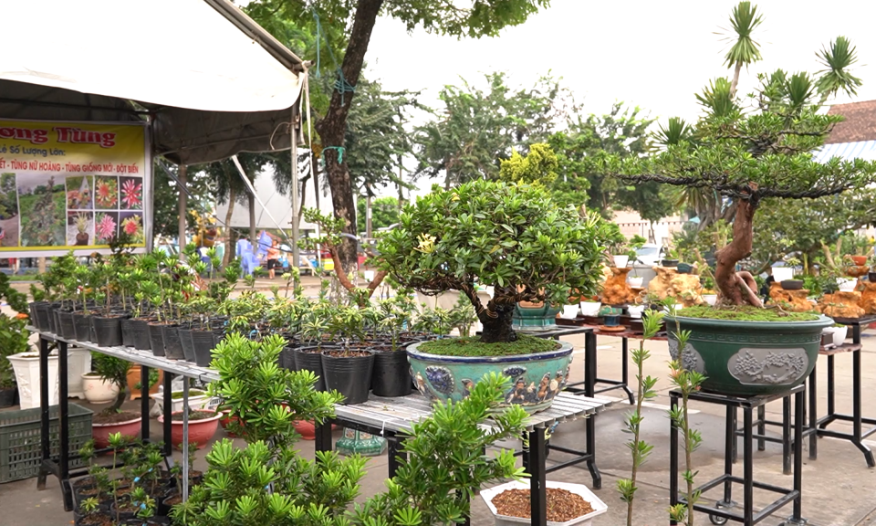 Long An phát triển ngành hoa, cây cảnh
