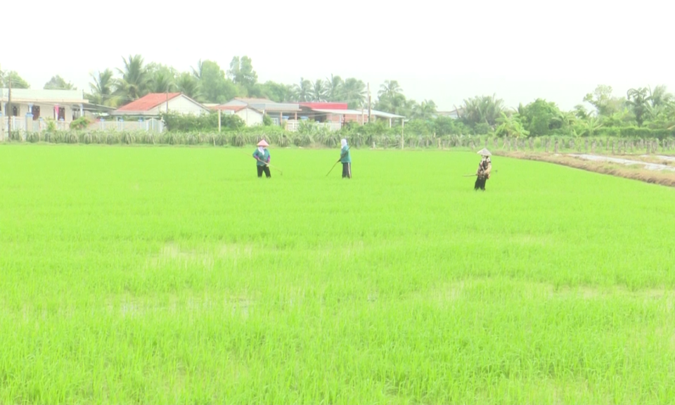 Tân Trụ gieo sạ 4.200 hecta lúa vụ Thu Đông