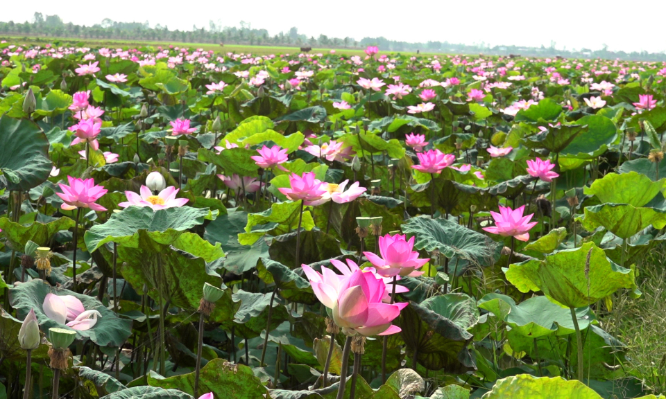 Tân Hưng tập huấn kỹ thuật trồng, chăm sóc và phòng trừ sâu bệnh cho cây sen