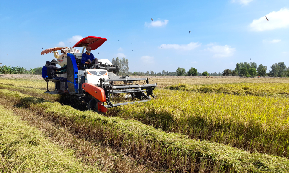 Tân Thạnh đạt và vượt sản lượng lương thực