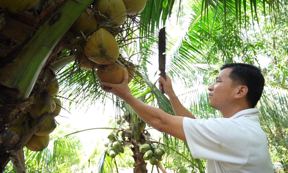 Mô hình trồng dừa sáp và nuôi rắn ri cá thương phẩm