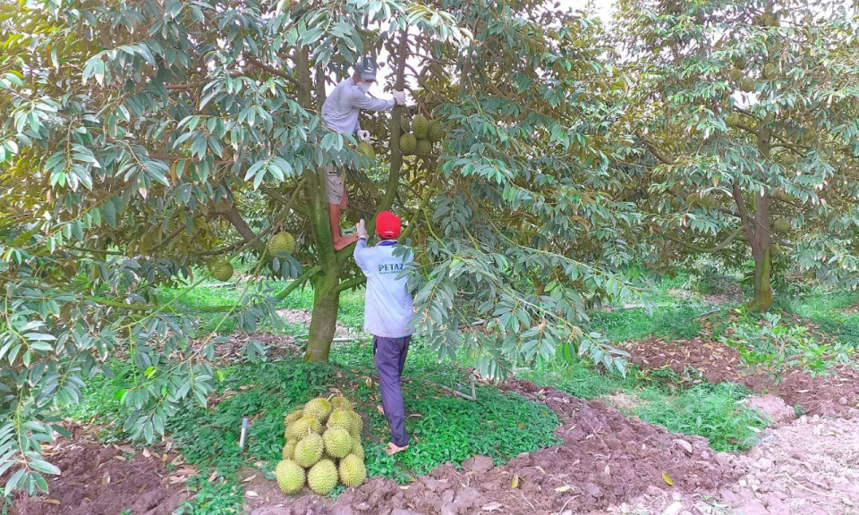Tân Thạnh được cấp 5 mã số vùng trồng