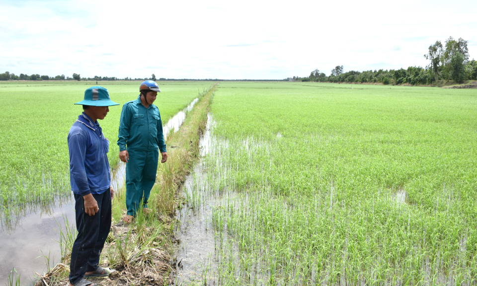 Tân Thạnh phát huy hiệu quả hệ thống đê bao phục vụ sản xuất nông nghiệp