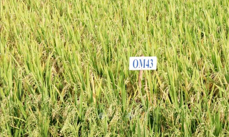 Thu hút đầu tư vào phát triển chuỗi giá trị lúa gạo