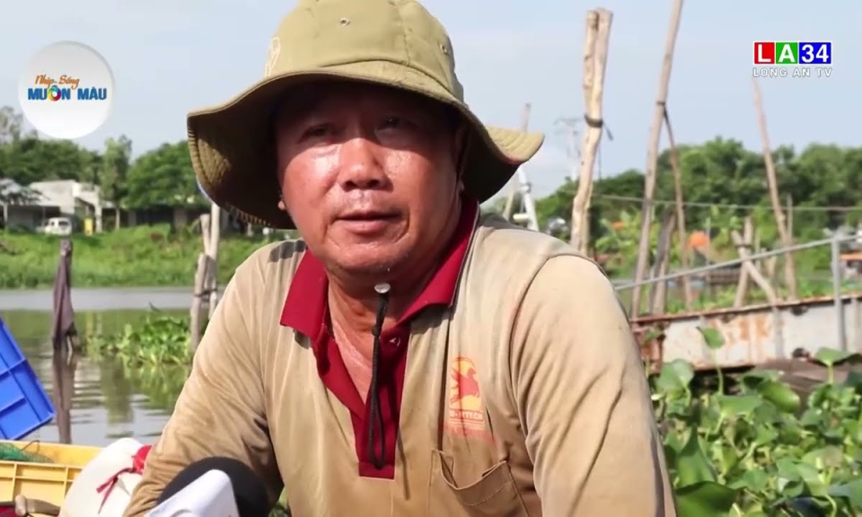 Nhịp sống bến cá vùng biên