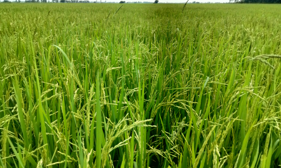  Nông dân Tân Hưng cần chủ động diệt chuột và phòng trừ sâu bệnh trên lúa đông xuân
