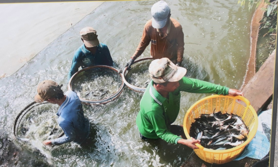 Tân Hưng hiệu quả từ ương nuôi cá tra giống tại Hợp tác xã nuôi trồng thủy sản Hưng Thạnh