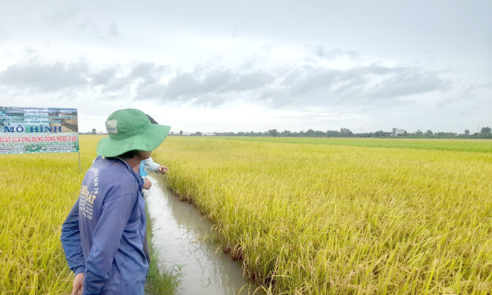 Tân Thạnh có 84 mô hình sản xuất lúa ứng dụng công nghệ cao
